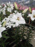 [1836 Signum No02.JPG]